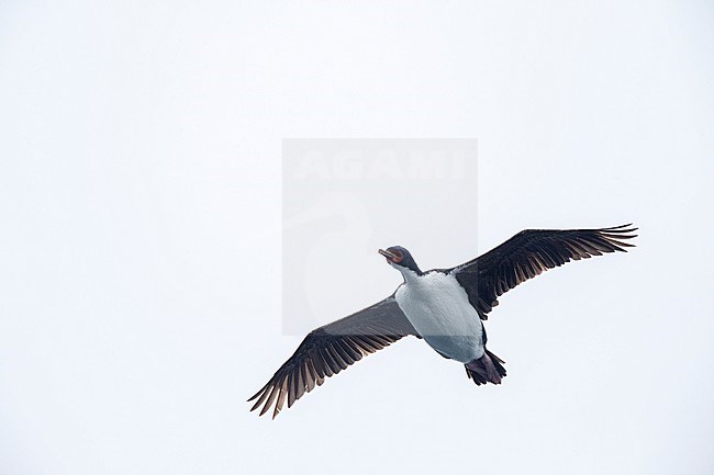 Bounty Shag (Leucocarbo ranfurlyi), also known as the Bounty Island shag, at the Bounty Islands in subantarctic New Zealand. Adult in flight, seen from below. stock-image by Agami/Marc Guyt,