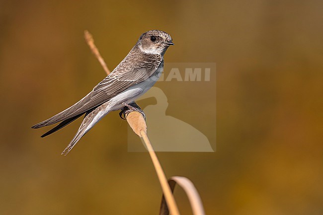 Sand Martin (Riparia riparia) in Italy. stock-image by Agami/Daniele Occhiato,