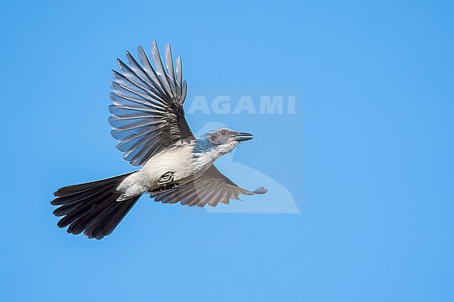 Adult
Santa Barbara Co., CA
November 2022 stock-image by Agami/Brian E Small,