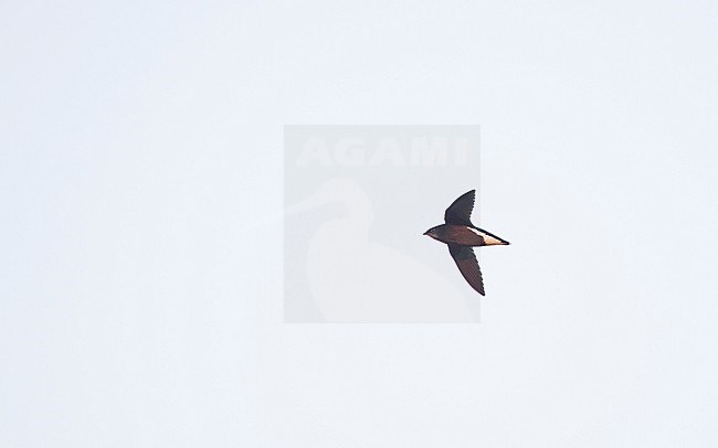 Silver-backed Needletail (Hirundapus cochinchinensis) in flight at Khao Yai National Park, Thailand stock-image by Agami/Helge Sorensen,