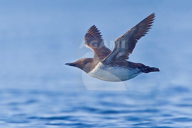 Common Murre (Uria aalge) flying in Victoria, BC, Canada. stock-image by Agami/Glenn Bartley,