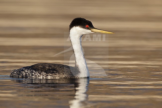 Adult breeding
Riverside Co., CA
March 2012 stock-image by Agami/Brian E Small,