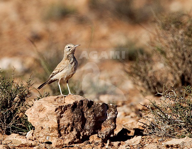 Witbandleeuwerik, Greater Hoopoe-Lark stock-image by Agami/Roy de Haas,