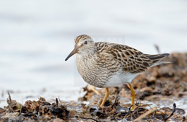 Voedsel zoekende Gestreepte strandloper, Foraging Pectoral Sandpiper stock-image by Agami/Markus Varesvuo,