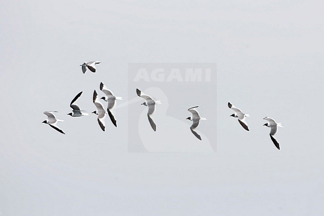 Groep volwassen Vorkstaartmeeuwen in de vlucht; Group of adult Sabine\'s Gulls in flight stock-image by Agami/Martijn Verdoes,