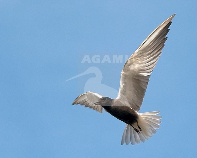 Black Tern adult hovering; Zwarte Stern volwassen biddend stock-image by Agami/Han Bouwmeester,