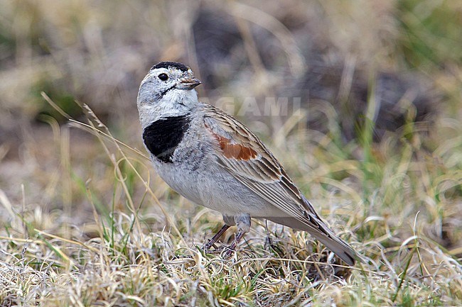 Adult male breeding
Weld Co., CO
April 2014 stock-image by Agami/Brian E Small,