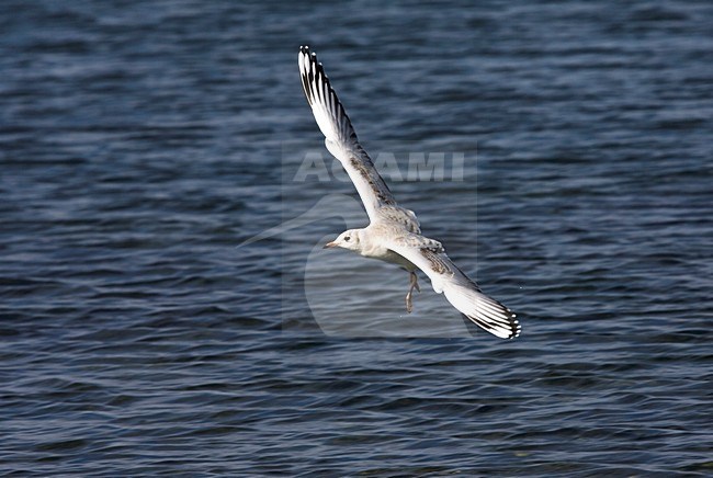 Juveniele Patagonische Kokmeeuw in de vlucht; Juvenile Brown-hooded Gull in flight stock-image by Agami/Marc Guyt,