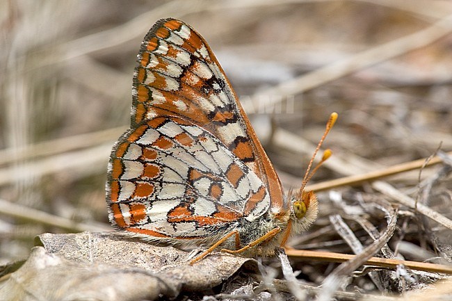 Chalcedon Checkerspot (Euphydryas chalcedona) stock-image by Agami/Wil Leurs,