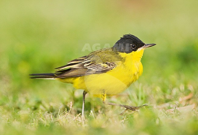 Balkankwikstaart volwassen; Black-headed Wagtail adult stock-image by Agami/Marc Guyt,