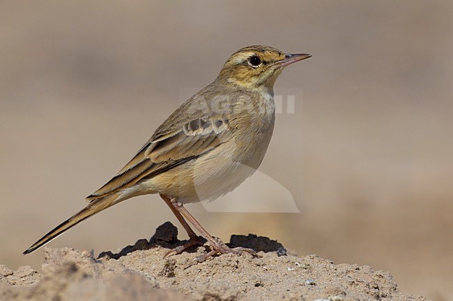 Duinpieper in overwinteringsgebied; Tawny Pipit in wintering area stock-image by Agami/Daniele Occhiato,