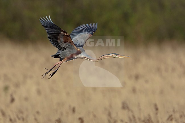 Purperreiger vliegend boven broedplaats; Purple Heron flying above nesting site stock-image by Agami/Arie Ouwerkerk,