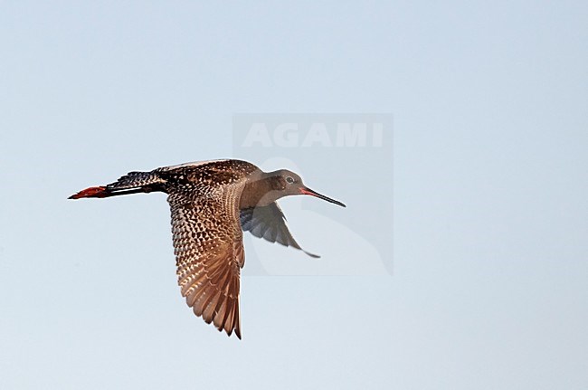 Volwassen Zwarte Ruiter in de vlucht; Adult Spotted Redshank in flight stock-image by Agami/Markus Varesvuo,