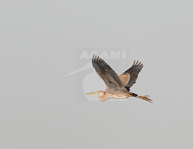 Immature Purple Heron (Ardea purpurea) in flight over Durankulak lake, Bulgaria, during autumn migration. stock-image by Agami/Marc Guyt,