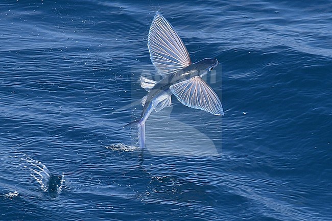 Flying fish species taking off from the ocean surface. stock-image by Agami/Laurens Steijn,