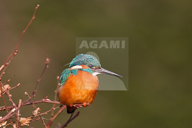 Common Kingfisher; Alcedo atthis stock-image by Agami/Menno van Duijn,