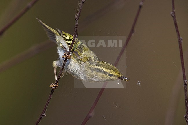 Pallas' Boszanger; Pallas's Leaf Warbler stock-image by Agami/Daniele Occhiato,