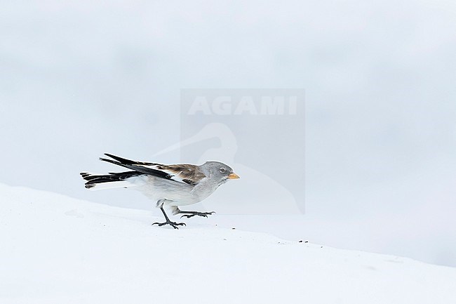 White-winged Snowfinch - Schneesperling - Montifringilla nivalis ssp. nivalis, Switzerland, winter plumage stock-image by Agami/Ralph Martin,