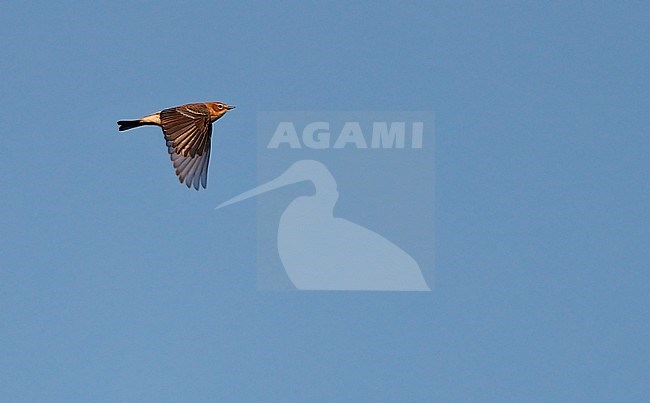 Myrtle Warbler (Setophaga coronata coronata) migrating over Higbee Beach, Cape May, New Jersey in USA. stock-image by Agami/Helge Sorensen,