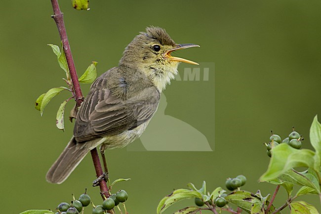 Melodious Warbler singing; Orpheusspotvogel zingend stock-image by Agami/Daniele Occhiato,