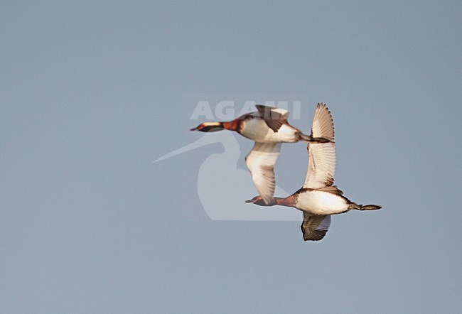 Adult zomer Kuifduiker in de vlucht; Adult summer Horned Grebe in flight stock-image by Agami/Markus Varesvuo,