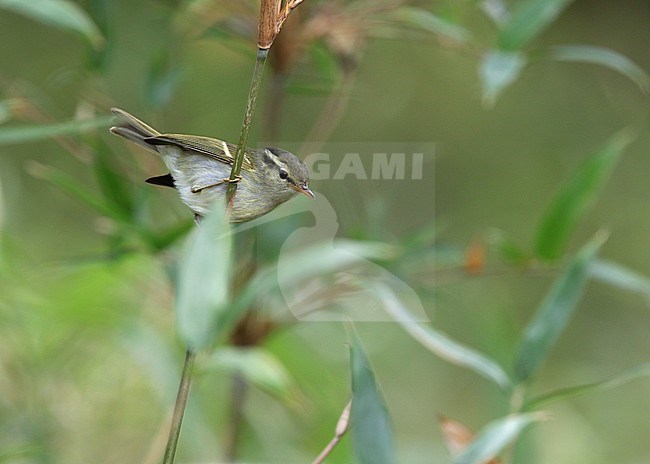 Blyth's Leaf Warbler (Phylloscopus reguloides or Seicercus reguloides) perched in understory of rainforest in Myanmar. stock-image by Agami/James Eaton,