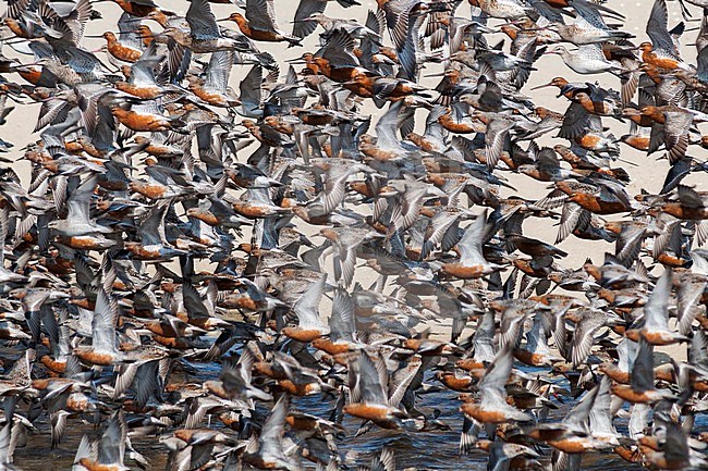 Red Knot - Knutt - Calidris canutus, Germany stock-image by Agami/Ralph Martin,