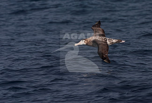 Immature Tristan Albatross, Diomedea dabbenena, at sea off Gough in the southern Atlantic Ocean. stock-image by Agami/Marc Guyt,