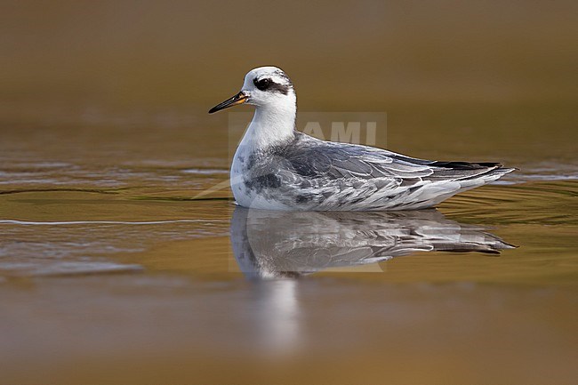 Rosse Franjepoot; Grey Phalarope; Phalaropus fulicarius stock-image by Agami/Daniele Occhiato,