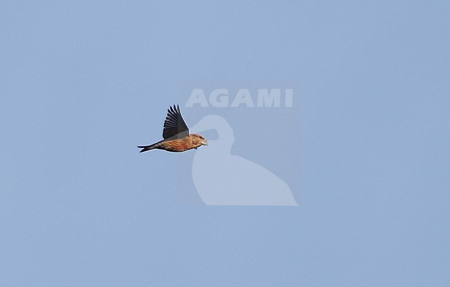 Male Parrot Crossbill (Loxia pytyopsittacus) in flight at Melby in Denmark. stock-image by Agami/Helge Sorensen,