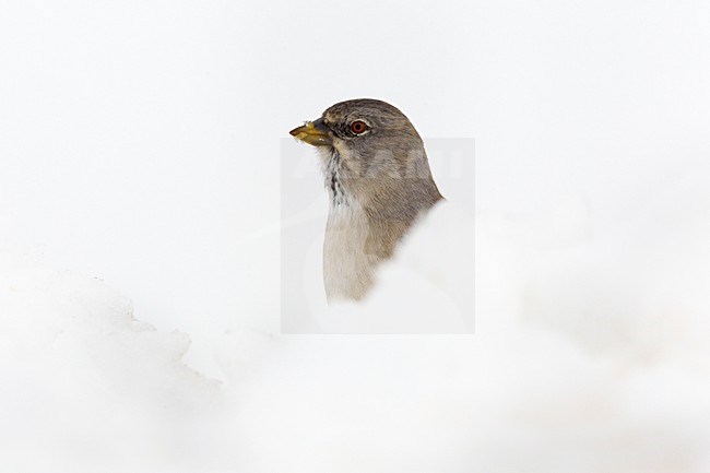 Sneeuwvink in de sneeuw;  White-winged Snowfinch in the snow stock-image by Agami/Daniele Occhiato,