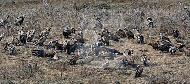 Groep Vale Gieren bij karkas; Group of Griffon Vultures at carcas stock-image by Agami/Markus Varesvuo,