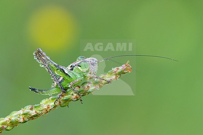 Female Grey bush-cricket stock-image by Agami/Iolente Navarro,