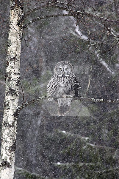 Great Grey Owl, Strix nebulosa stock-image by Agami/Jari Peltomäki,