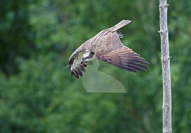 Visarend jagend; Osprey hunting stock-image by Agami/Markus Varesvuo,