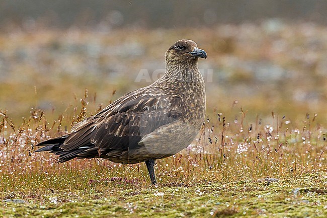 This adult Bonxie is sitting along the shore of the JÃ¶kulsÃ¡rlÃ³n lake in Austurland, Iceland. stock-image by Agami/Vincent Legrand,