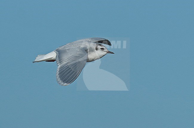 Adult Little Gull in winterplumage flying over the Waddensea near Den Oever in beautiful sunlight showing upperwing stock-image by Agami/Renate Visscher,