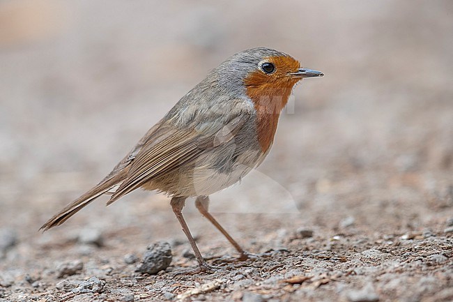 Adult Tenerife Robin (( Erithacus (rubecula) superbus)) sitting in Erjos, Tenerife, Canary Islands, Spain. stock-image by Agami/Vincent Legrand,