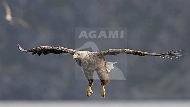 Zeearend, White-tailed Eagle, Haliaeetus albicilla stock-image by Agami/Jari Peltomäki,