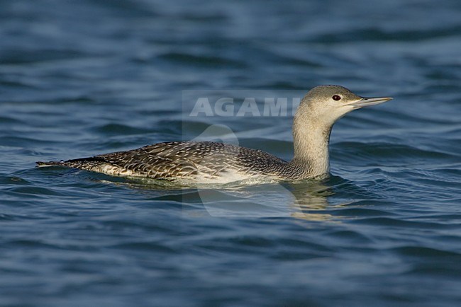 Zwemmende Rodkeelduiker, Swimming Red-throated Loon stock-image by Agami/Daniele Occhiato,