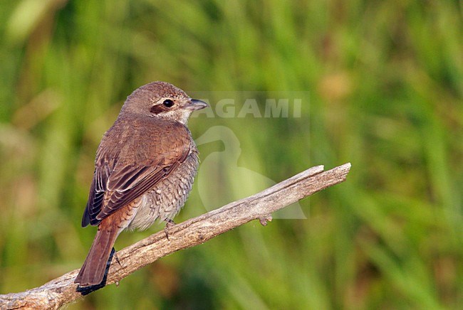 Adult vrouwtje Grauwe Klauwier; Adult female Red-backed Shrike stock-image by Agami/Markus Varesvuo,