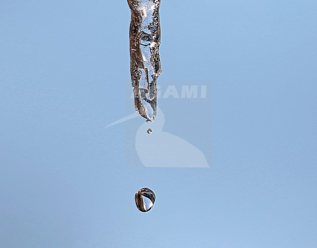 Water drop coming off from an icicle in Jigokudani, Japan. stock-image by Agami/Pete Morris,