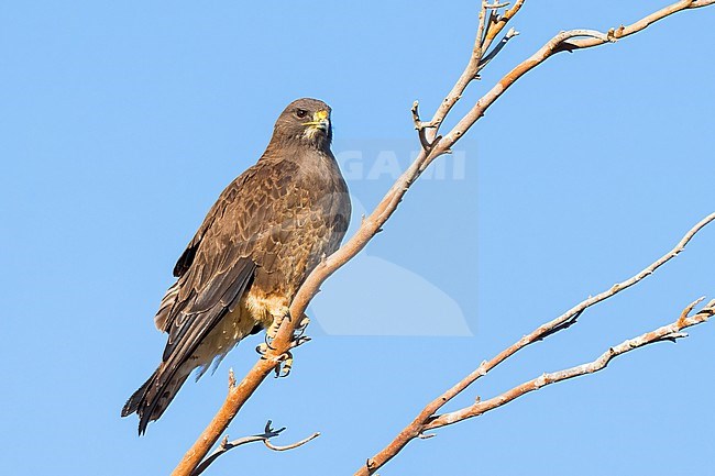 Adult (dark morph)
San Diego Co., CA
April 2023 stock-image by Agami/Brian E Small,