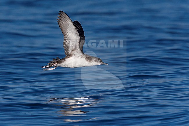 Yelkouan Shearwater (Puffinus yelkouan), adult in flight in Italy stock-image by Agami/Saverio Gatto,