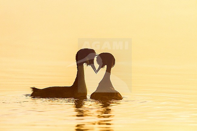 Fuut, Great Crested Grebe, Podiceps cristatus pair in territorial fight at sunrise in the mist stock-image by Agami/Menno van Duijn,