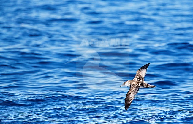 Grote Pijlstormvogel op volle zee op de Azoren; Great Shearwater offshore on the Azores stock-image by Agami/Marc Guyt,