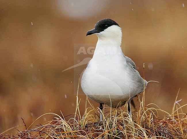 Adult breeding
Nome, AK
June 2009 stock-image by Agami/Brian E Small,