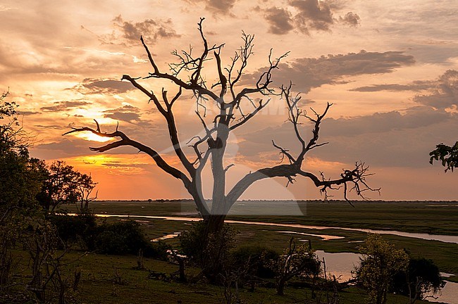 A silhouetted dead tree, and sunset along the banks of the Chobe River. Chobe River, Chobe National Park, Botswana. stock-image by Agami/Sergio Pitamitz,