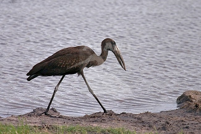 Afrikaanse Gaper, Chobe NP, Botswana stock-image by Agami/Bas Haasnoot,