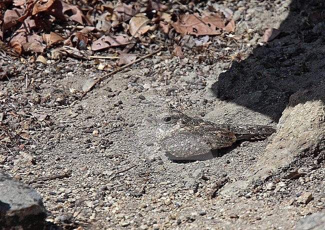 Roosting Pygmy Nightjar, Nyctipolus hirundinaceus cearea, in Brazil. stock-image by Agami/Andy & Gill Swash ,